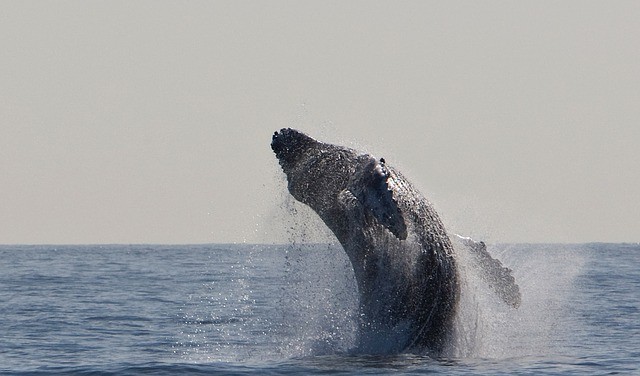 humpback-whale-1324633640