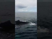 Une baleine Ã  bosse dans la baie de Samana, en RÃ©publique dominicaine