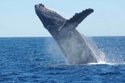 humpback-whale-1945416640