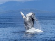 humpback-whale-431902640